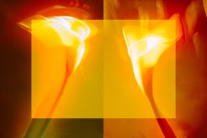wkl 13 Wilhelm Kleinoder   Calla Diptych ICM